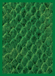 Sleeves- LEGION GLOSS SLEEVE DRAGON HIDE- Assorted 50 count